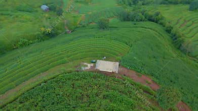 Terraced Rice Field in Chiangmai, Thailand