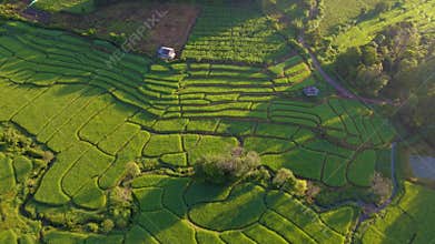 Terraced Rice Field in Chiangmai, Thailand
