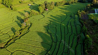 Terraced Rice Field in Chiangmai, Thailand