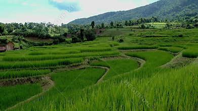 Terraced Rice Field in Chiangmai, Thailand