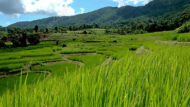 Terraced Rice Field in Chiangmai, Thailand