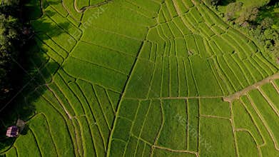 Terraced Rice Field in Chiangmai, Thailand