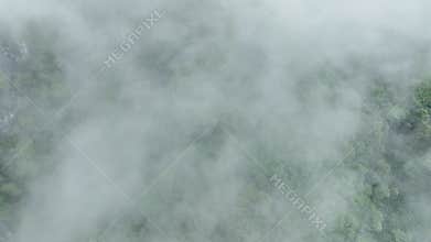 Tropical rainforests can absorb large amounts of carbon dioxide.