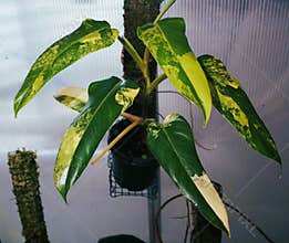 Beautiful yellow and green leaves of Philodendron Domesticum Variegated
