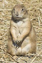 Souslik (ground squirrel)