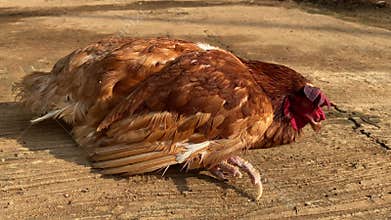 Sick Chickens Symptoms and clinical signs.