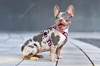 Sitting merle tan French Bulldog dog