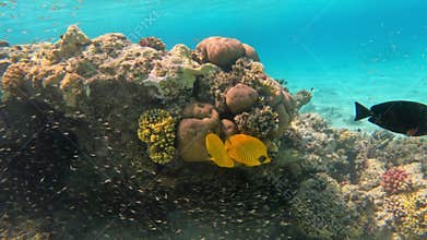 Tropical underwater sea fishes on coral, Marsa Alam Egypt
