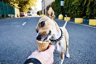 Portrait cute little dog eating vanilla ice cream in waffle horn outdoors. Blurred urban background