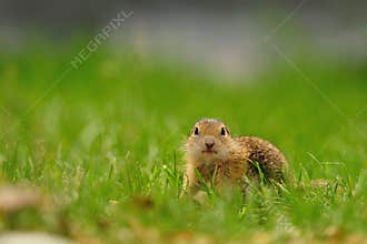 European ground squirrel (Spermophilus citellus)
