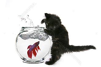 Funny Cat Trying to Catch