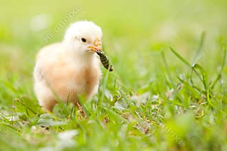 Chick with worm