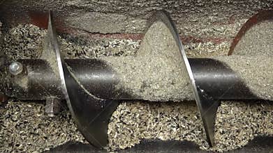 Metal auger rotates and grinds sunflower seeds for oil extraction. Process of sunflower oil production. Wringing