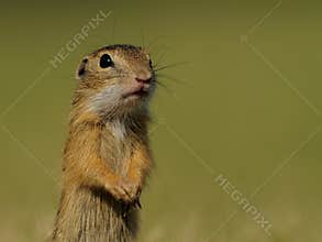 Little Ground Squirrel