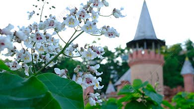 Flowers Catalpa bigon-like, Native American bean tree, Catalpa vulgaris, Catalpa lilac, cigar tree, blured castle on