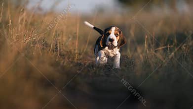 Happy beagle puppy running to camera. Active dog spending good time on walk on nature countryside background . Cute