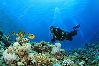 Scuba Diver and Tropical Fish