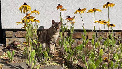 Bengal cat in garden