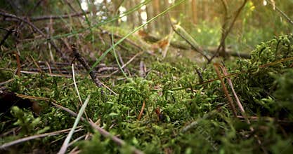 Forest fauna and flora. sliding above fresh green moss with ant in the woods