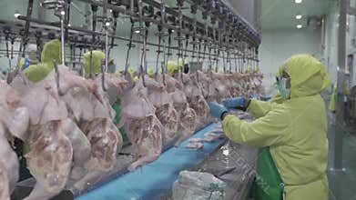 Worker cutting raw chicken meat on production line.