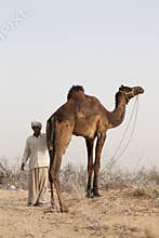 Man and Camel