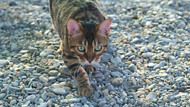 A beautiful cat lies on the stones and rests. Suddenly, someone catches her attention and the Bengal cat starts hunting