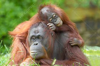 Mother orangutan with her baby