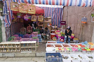 Chinese Market Pet Shop