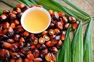 Palm Oil fruits
