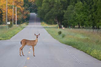 Deer in the Road