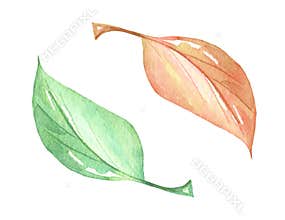 Bright, colorful autumn leaf. Watercolor fall illustration
