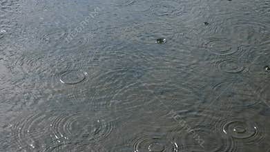 Raindrop circles on the lake while rainy weather.
