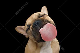 French Bulldog isolated on black background