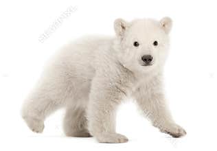 Polar bear cub, Ursus maritimus, 3 months old