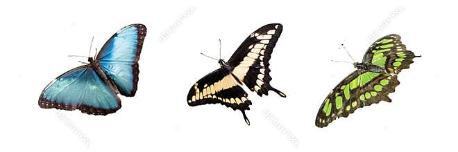 Tropic butterfly wings isolated on white background