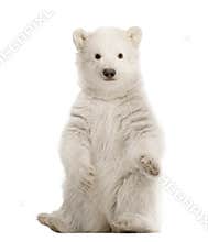 Polar bear cub, Ursus maritimus, 3 months old