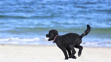 Black dog running towards the ocean in summer