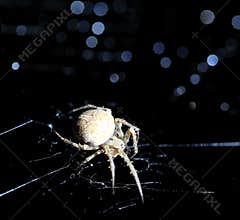 Closeup of a cross spider in its web