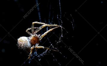 Closeup of a cross spider in its web