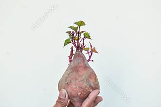 Close Up Holding Sweet Potato Or Ipomoea Batatas Grow On Its Own With Young Fresh Stalks And Leaves On White