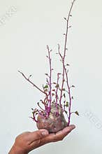 Close Up Sweet Potato Or Ipomoea Batatas Grow On Its Own With Long Stalks Creeping Up On Hand Against White