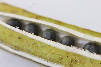 Lady's finger seeds