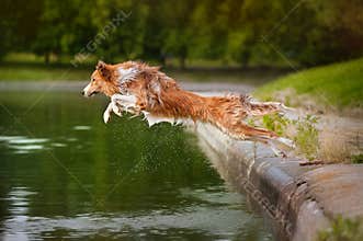 Dog jumps into the water