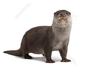 European Otter, Lutra lutra, 6 years old
