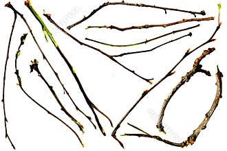 Twigs and Branches