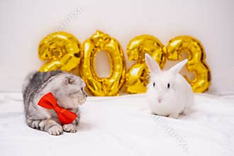 Christmas cute rabbit and scottish fold cat 2023 with golden foil balloons number 2023 New Year. funny cat with a red