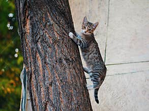 Brown funny young cat climbing tree and looking to camera