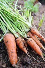 Fresh Carrot