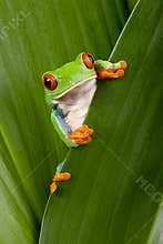 Red eyed tree frog peeping