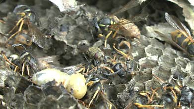 Video of a cluster fly on a large wasp nest with larvae